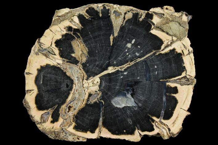 Petrified Wood (Schinoxylon) Slab - Blue Forest, Wyoming #158889